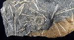 Acrosalenia hemicidaroides WRIGTH 1851 - Bild © FossNet FossilienStore